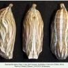 hyponephele lupina azer pupa7